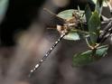 Synthemis eustalacta (Swamp Tigertail)-3.jpg